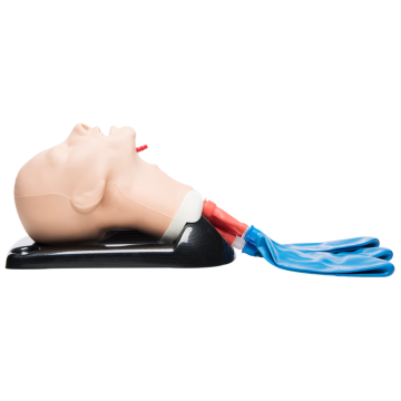 NEW // Adult Airway Management Training Manikin