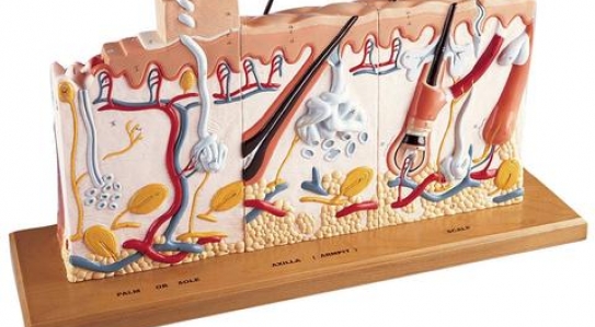 New products in Anatomical Models
