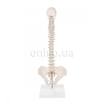 Mini Human Spinal Column Model, Flexible Mounted, on Removable Base