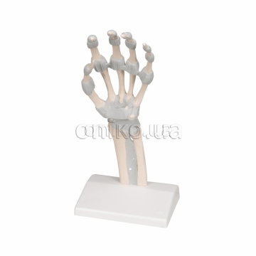 Model kostry ruky s elastickými vazy