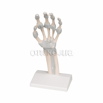 Hand Skeleton Model with Elastic Ligaments