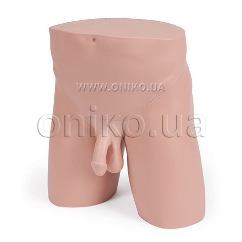 необрезаный член Стандартная модель мужского таза для клинических процедур