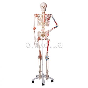 Speciální model lidské kostry "Sam"