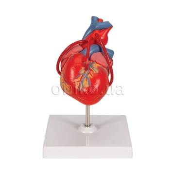 Klasický model srdce s bypassem