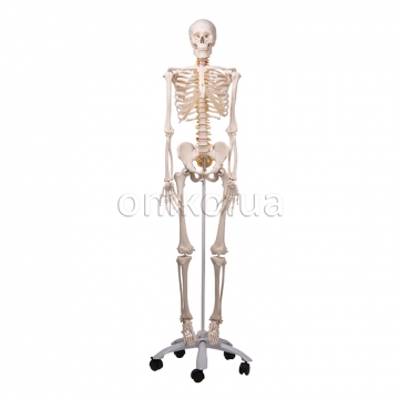 Model lidské kostry s pohyblivou páteří 'Fred'