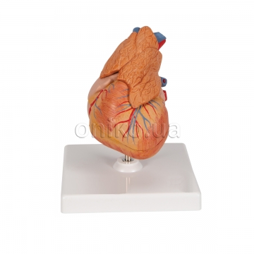 Klasický model srdce s brzlíkem