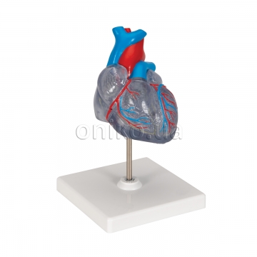 Klasický model srdce, průhledný
