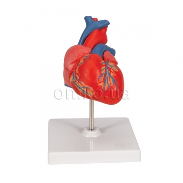 Klasický model srdce