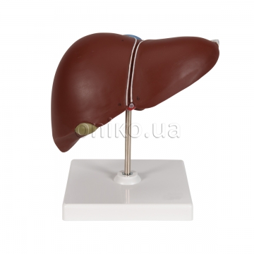 Liver Model with Gall Bladder