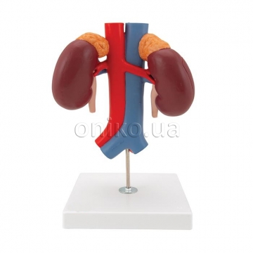 Model ledviny s cévami, 2 díly