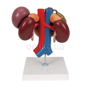 Model ledviny s orgány zadní části horní břišní dutiny