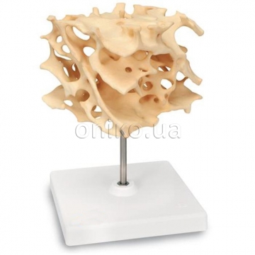 Model struktury houbovité kosti