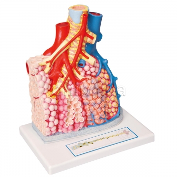 Model plicních laloků