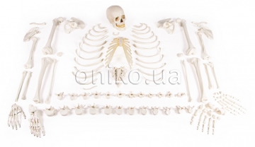 Kostra v rozložené podobě (sbírka kostí)