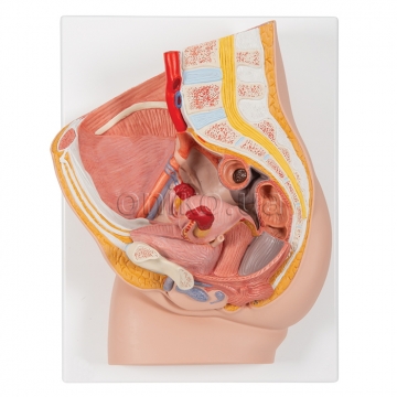 Female Pelvis Model in Median Section, 2 part