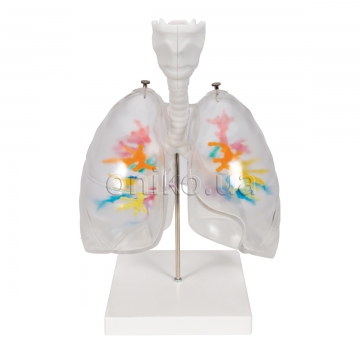 Model hrtanu s bronchiálním dřevem a průhlednými plícemi