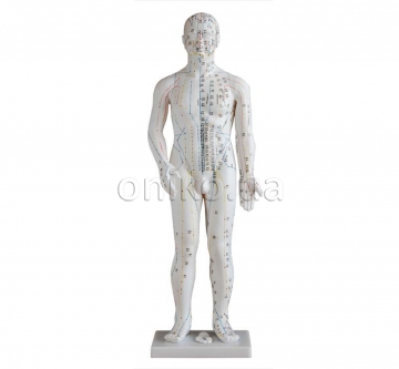 Postava člověka s akupunkturou, muž 70 cm