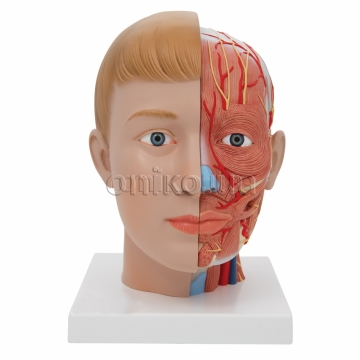 Model hlavy a krku, 4 díly