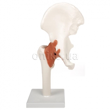 Functional Human Hip Joint Model