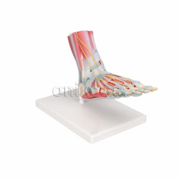 Foot Skeleton Model with Ligaments & Muscles