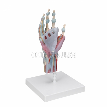 Hand Skeleton Model with Ligaments & Muscles