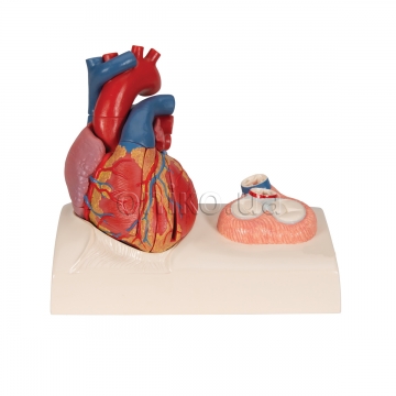 Model srdce na stojanu, 5 kusů