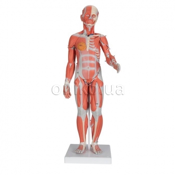 Dvouplášťová postava se svaly a vnitřními orgány