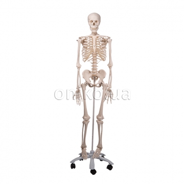 Standardní model lidské kostry "Stan"