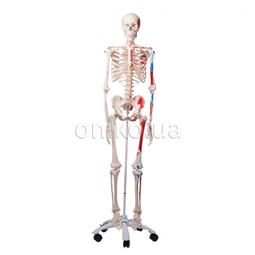 Model lidské kostry Max