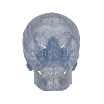 Transparent Classic Human Skull Model, 3 part