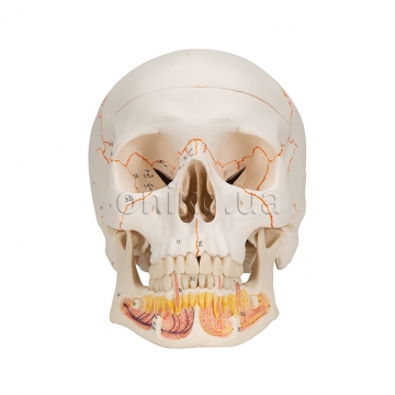 Klasická lebka s otevírající se dolní čelistí