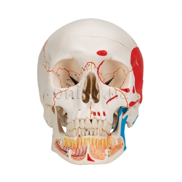 Klasická Malovaná lebka s otevírající se dolní čelistí