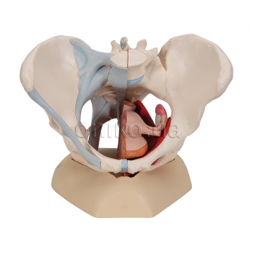 Female Pelvis Skeleton Model with Ligaments, Muscles & Organs, 4 part