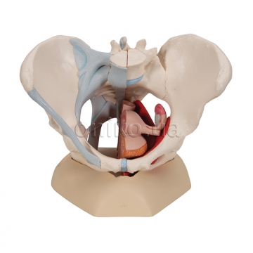 Pánevní model ženy s vazy, svaly a orgány, 4 části