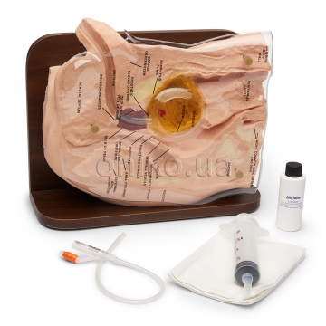 Catheterization Male Simulator
