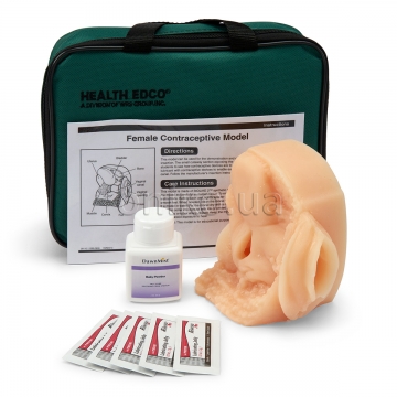 Female Contraceptive Model