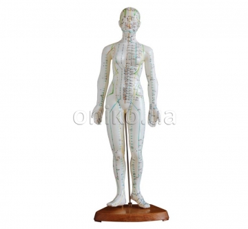 Postava muže s akupunkturou, žena, 48 cm