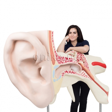 Největší ucho na světě