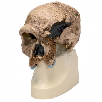 Model lebky starověkého člověka (ze Steinheimu). Antropologická lebka