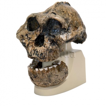 Australopithecus " Moldovan "("muž zručný"). Antropologická lebka
